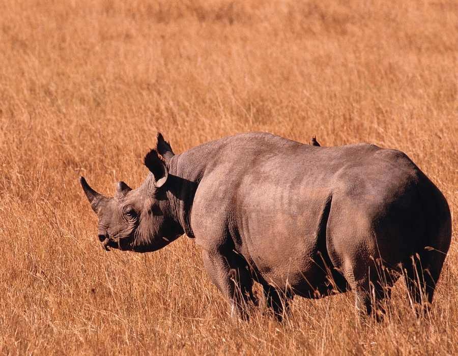 Big Five Safaris