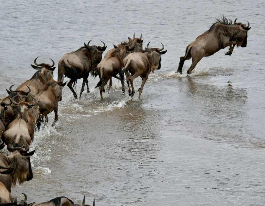 Serengeti Migration