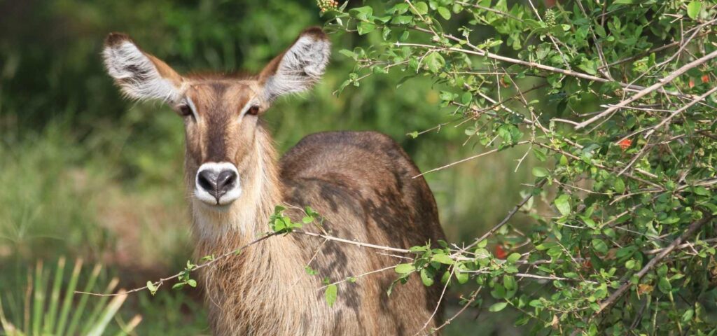 6-Day Nyerere and Mikumi Family Safari