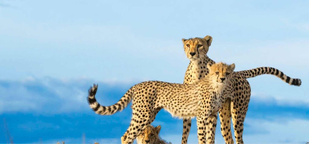 7-Day Northern Tanzania Cultural and Wildlife Safari