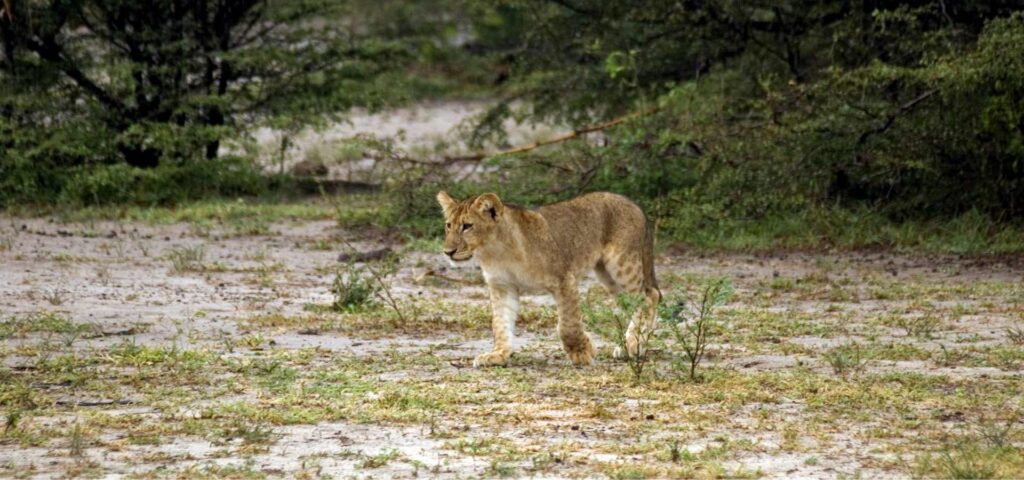 5-Day Nyerere and Mikumi Safari